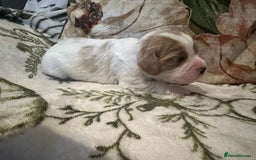 Mixed Breed dogs for sale: Cockalier puppies  - Advert 17