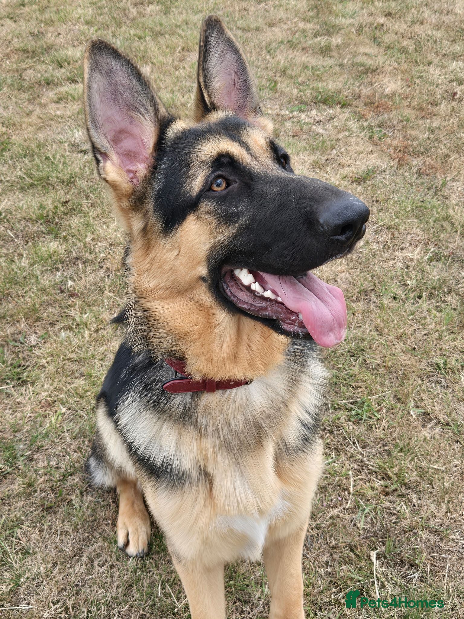 German Shepherd dogs Blue/Tan female & Black/Tan male - Advert 18