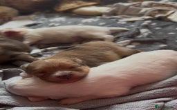 Pomeranian dogs for sale: Beautiful Pomeranian Puppies🩷 - Image 15