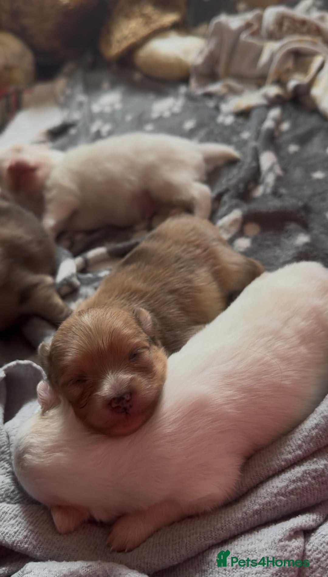 Pomeranian dogs for sale: Beautiful Pomeranian Puppies🩷 - Image 15
