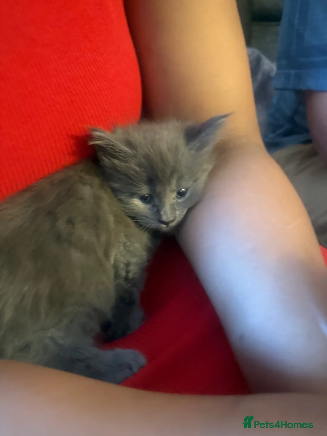 Maine Coon cats for sale: Blue smoke rare XL Maine coons  - Advert 10