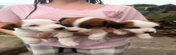 Jack Russell dogs for sale: 3 female Jack Russell puppies ready to go - Advert 27