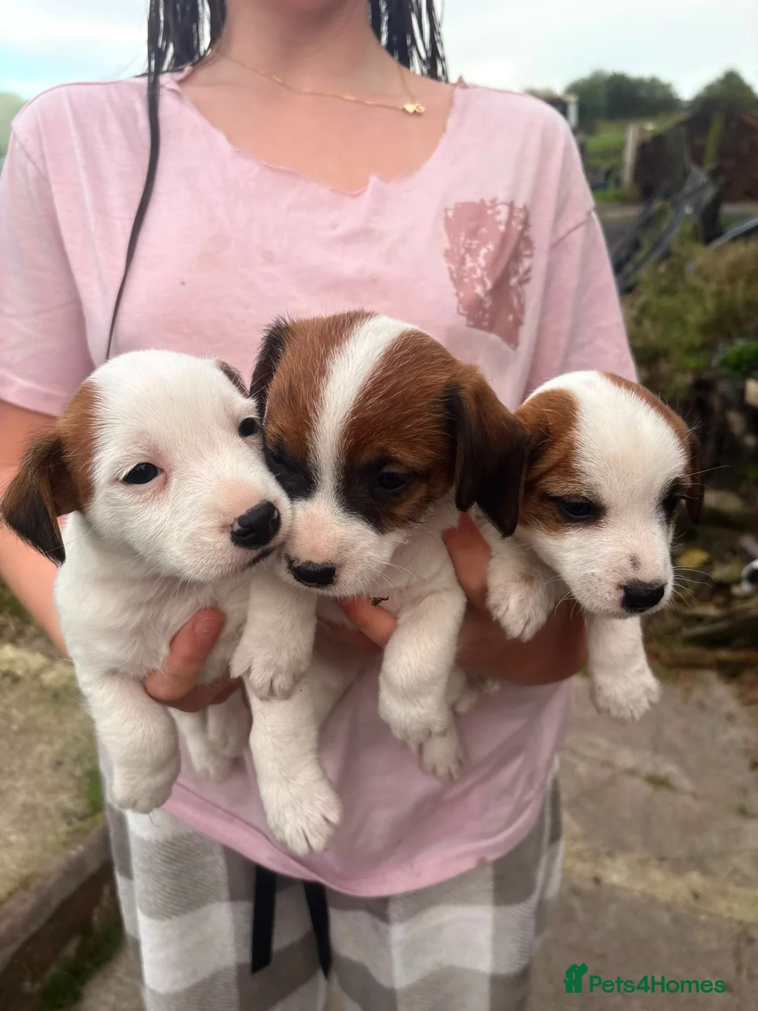 Jack Russell dogs for sale: 3 female Jack Russell puppies ready to go - Advert 27