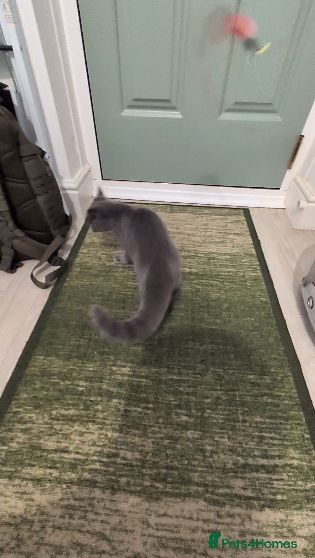 Domestic Shorthair cats for sale: 3 boys, 1 girl kittens  - Image 14