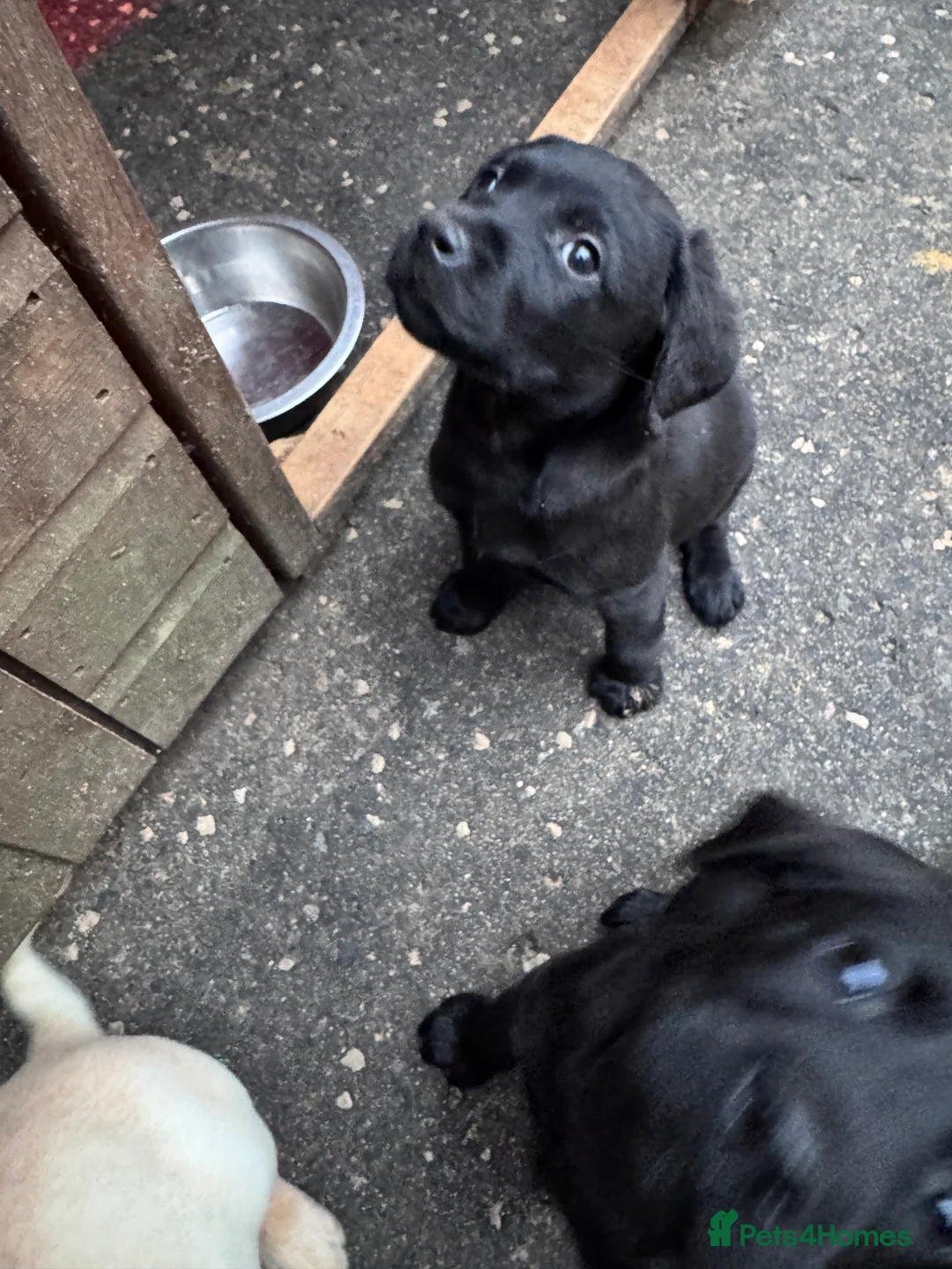 Labrador Retriever dogs for sale: 1 male KC Reg Labrador pup ready to leave now.  - Advert 5