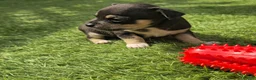 Chihuahua dogs for sale: Chihuahua Puppies For Sale - Advert 5