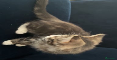 Mixed Breed cats Adorable 3 m/o kitten looking for a loving home - Advert 6