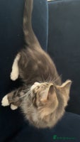 Mixed Breed cats Adorable 3 m/o kitten looking for a loving home - Advert 13