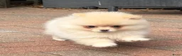 Pomeranian dogs for sale: 2 little girls - Advert 6