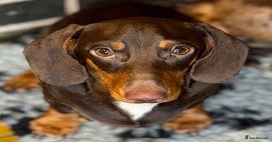 Miniature Dachshund dogs - Advert 10