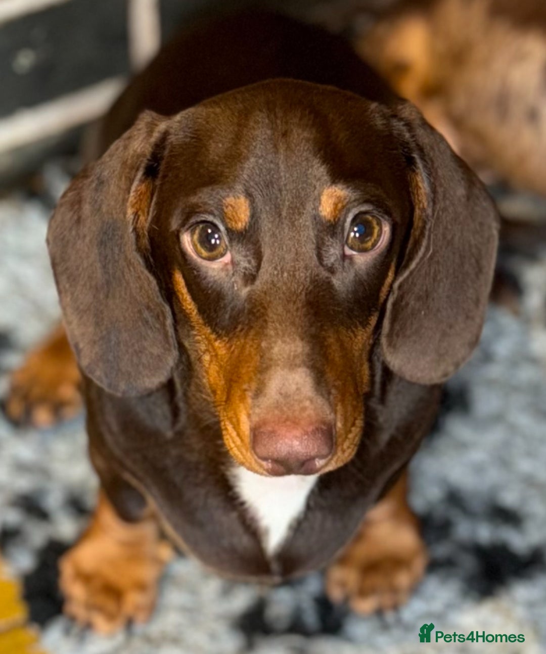 Miniature Dachshund dogs for sale: 💙💙 Adorable Kc miniature dachshund boy 💙 - Image 3