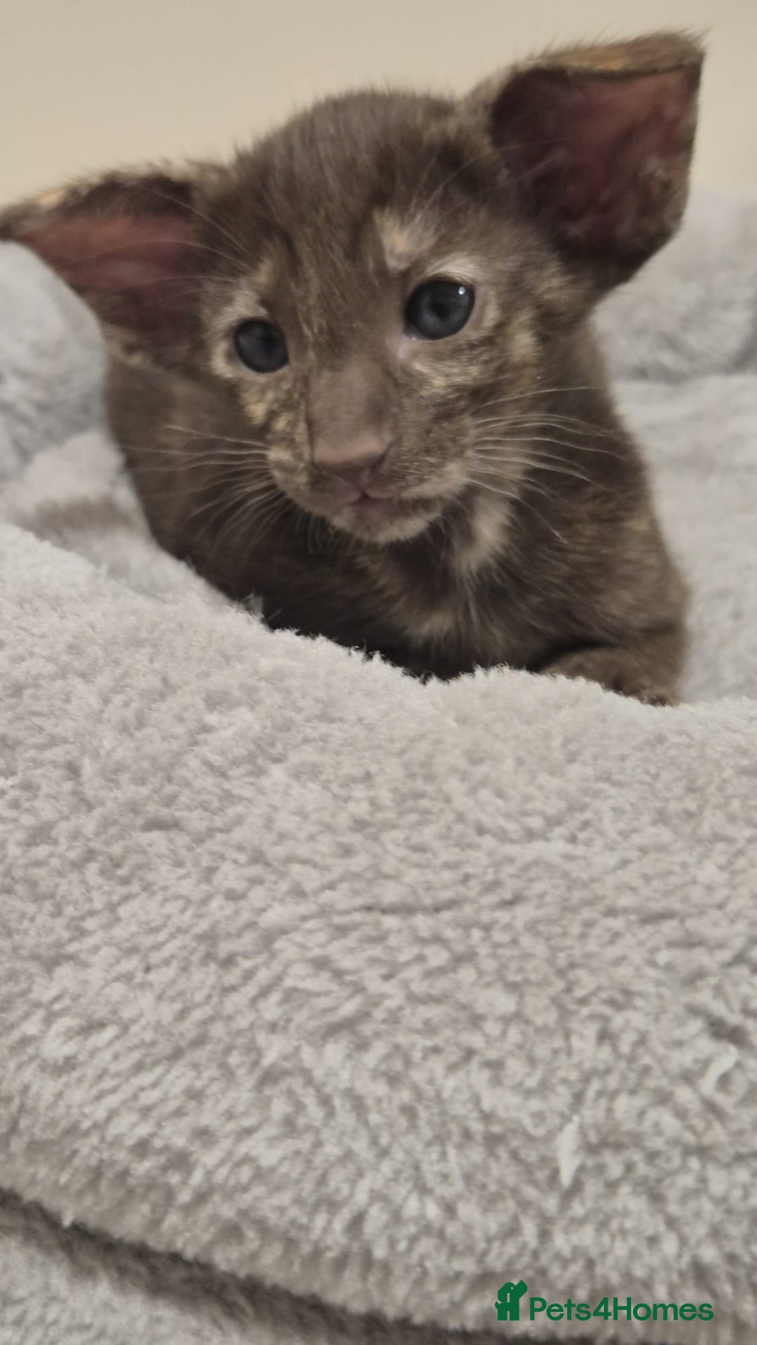 Oriental cats for sale: Oriental and Siamese kittens. - Advert 1