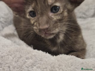 Oriental cats Oriental and Siamese kittens. - Advert 4