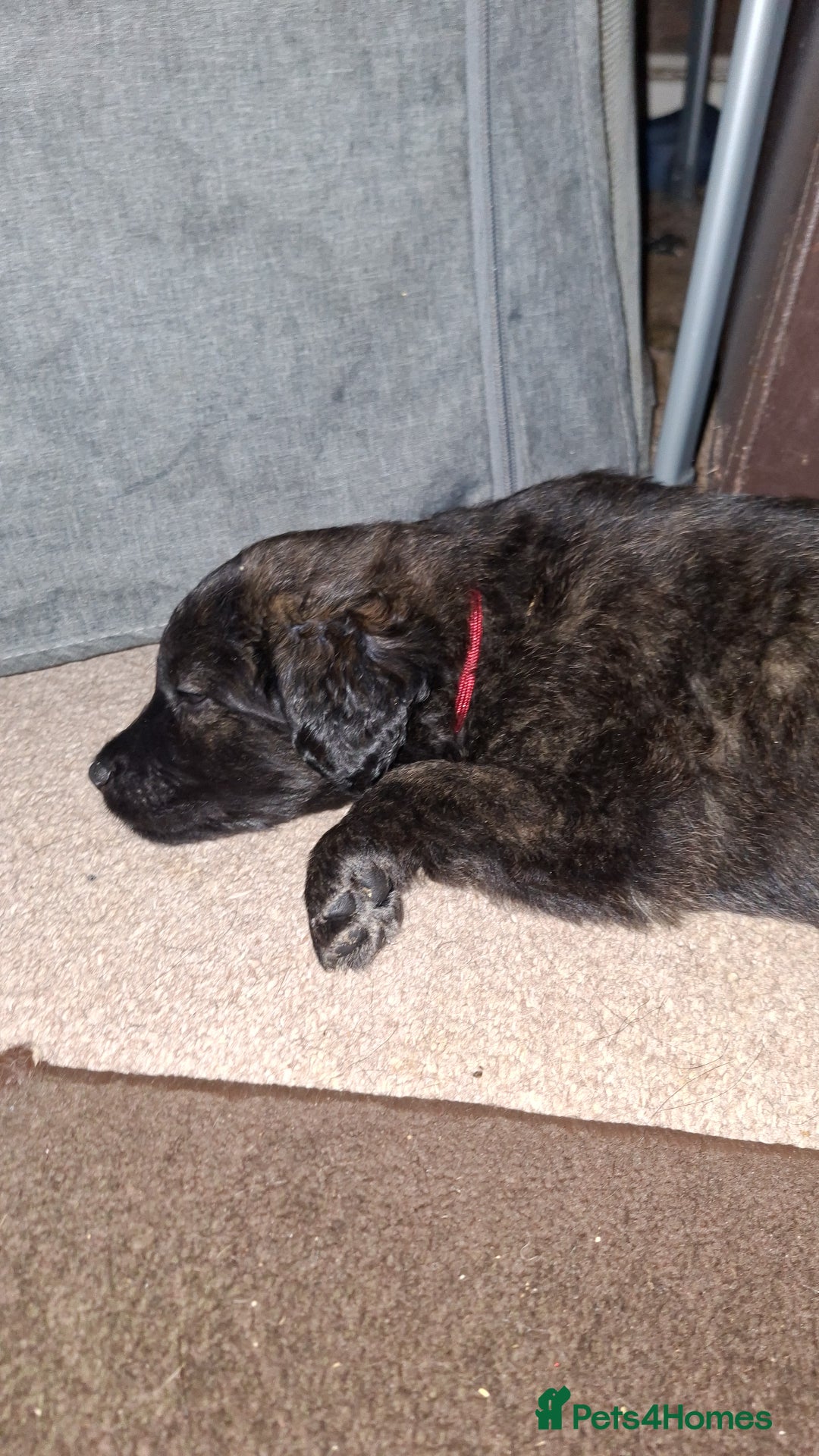 Mixed Breed dogs for sale: Puppies - Advert 18