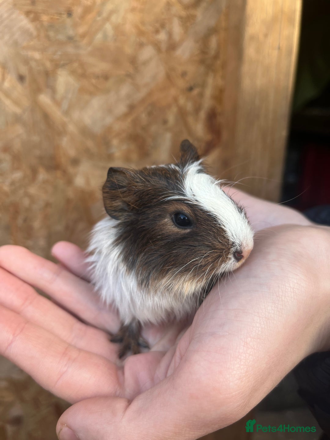 Guinea Pig rodents for sale: Guinea pigs for sale - Advert 2