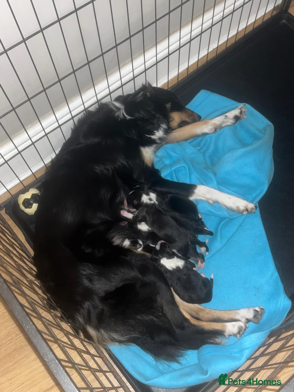 Border Collie dogs 6 beautiful tri border collie pups for sale  - Advert 1