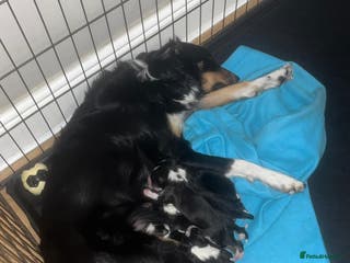Border Collie dogs 6 beautiful tri border collie pups for sale - Advert 14