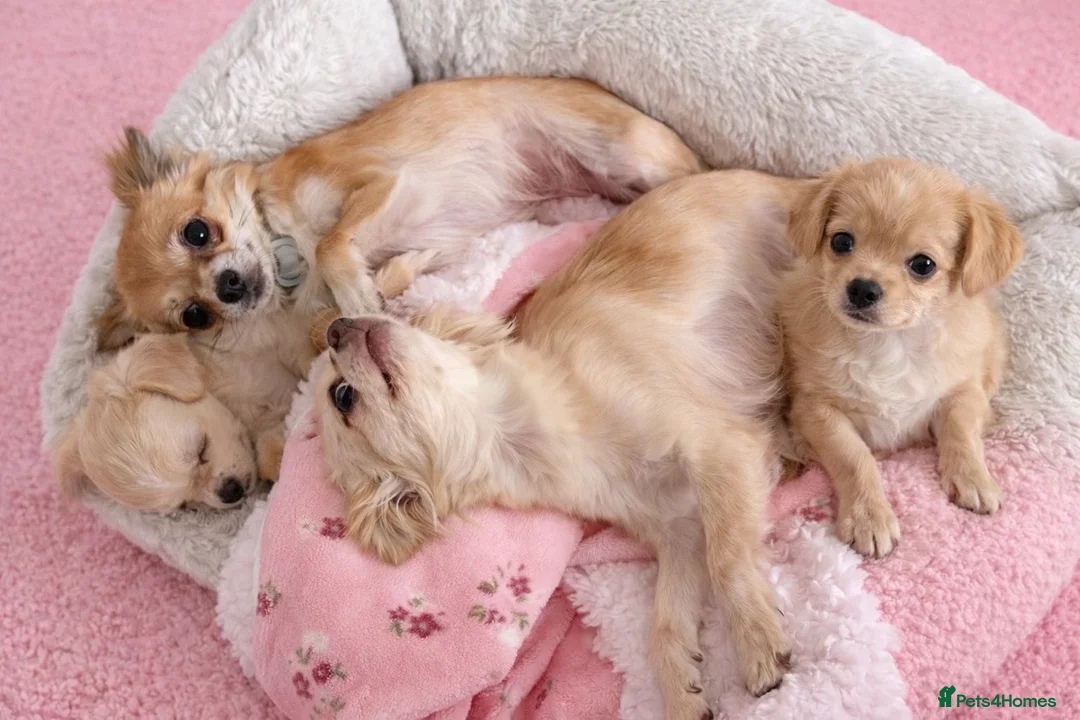 Chihuahua dogs for sale: Beautiful  **  chihuahua girls - Advert 5