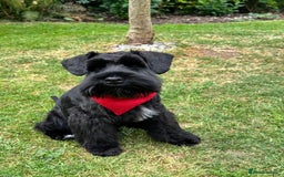 Miniature Schnauzer dogs for stud: KC MAC Black Miniature Schnauzer stud dog - Image 8