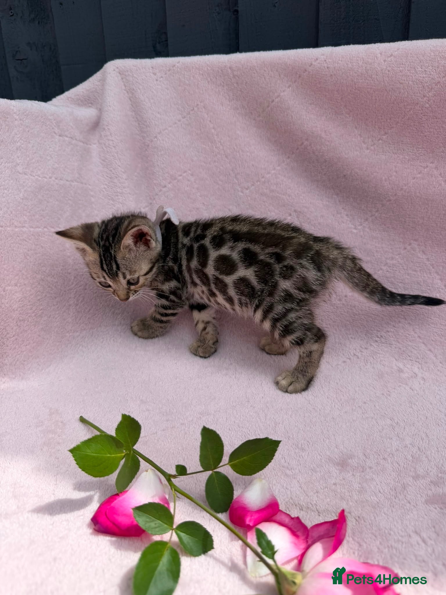 Bengal cats 🐆✨Outstanding TICA Registered Bengal cubs  ✨🐆 - Advert 2