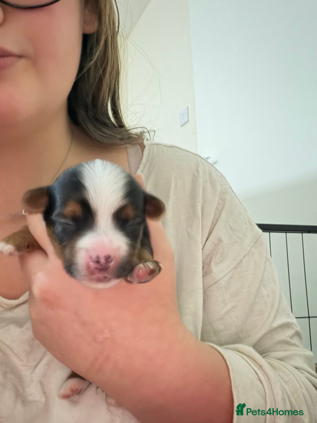 Mixed Breed dogs for sale: biewer x yorki puppies - Advert 6