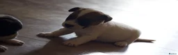 Jack Russell dogs for sale: Short Legged Jack Russel Puppies - Advert 3