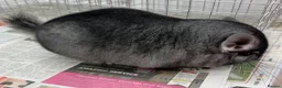 Chinchilla rodents for sale: Sophie, beautiful chunky Standard girl. Super tame - Advert 7
