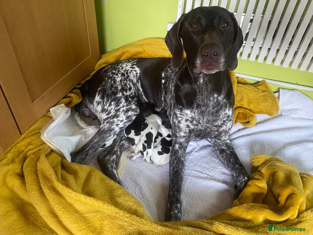 Mixed Breed dogs for sale: PEDIGREE CROSSBREED GSP / GWP - Advert 1