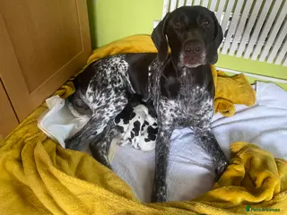 Mixed Breed dogs PEDIGREE CROSSBREED GSP / GWP - Advert 4