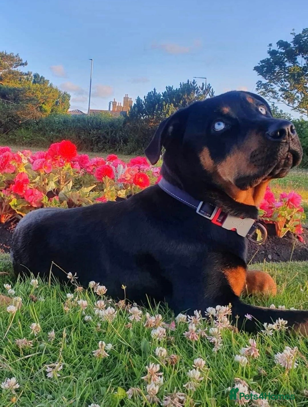 Rottweiler dogs for sale: Adult Full-Bred Female Rottweiler - Advert 4
