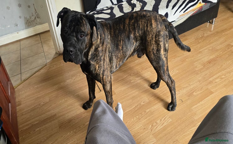 Cane Corso dogs - Advert 2