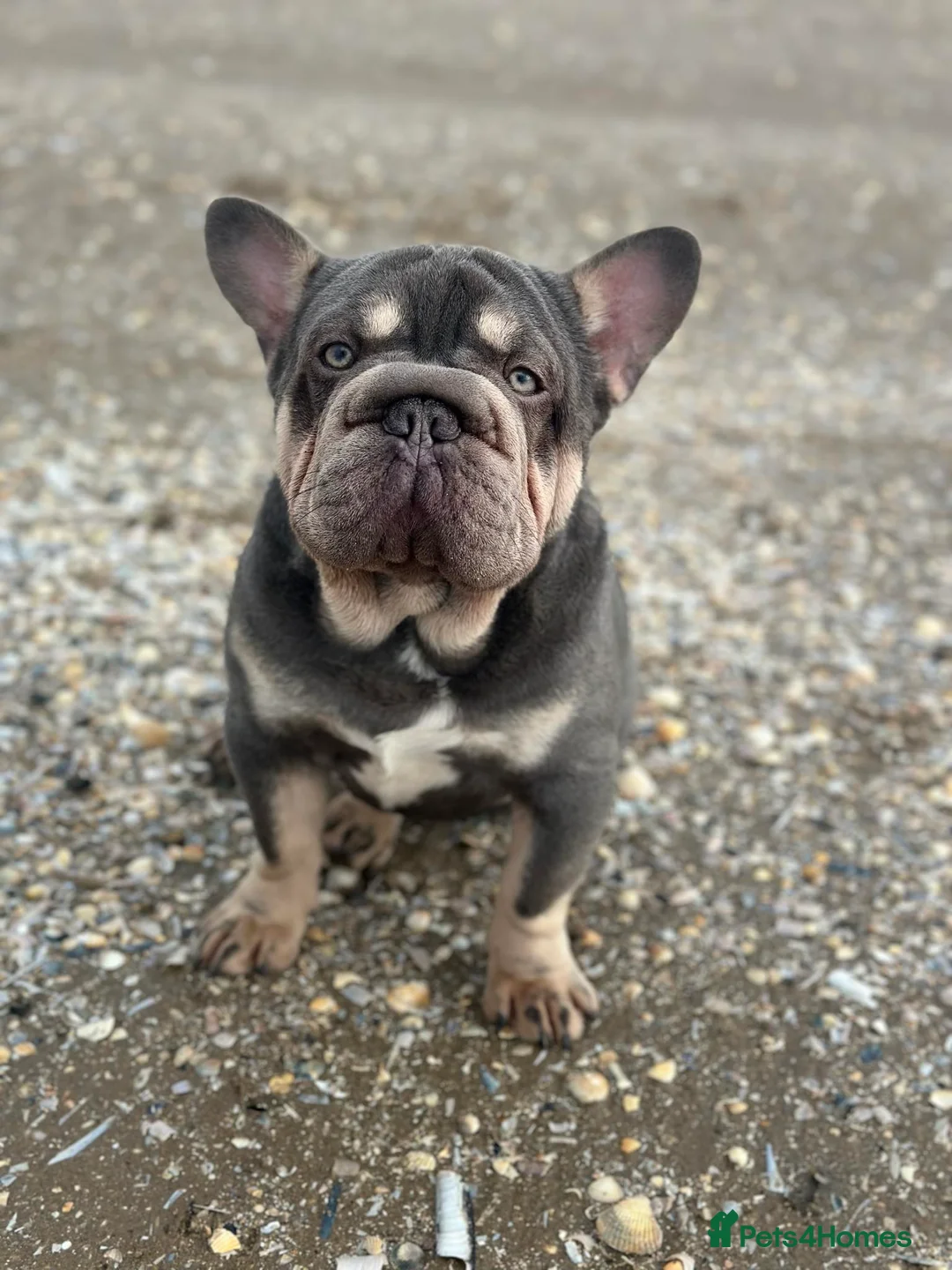 French Bulldog dogs for stud: french bulldog fluffy carrier in Birkenhead - Advert 6