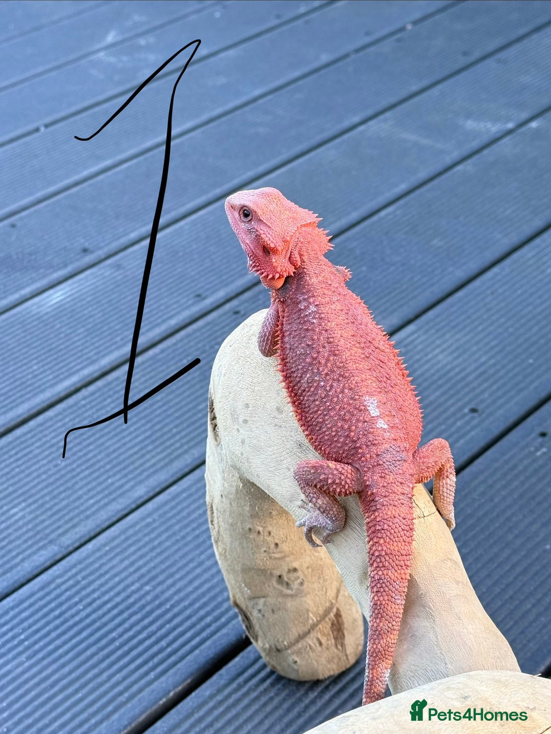 Bearded Dragon reptiles for sale: Bearded Dragon Babies  - Image 12