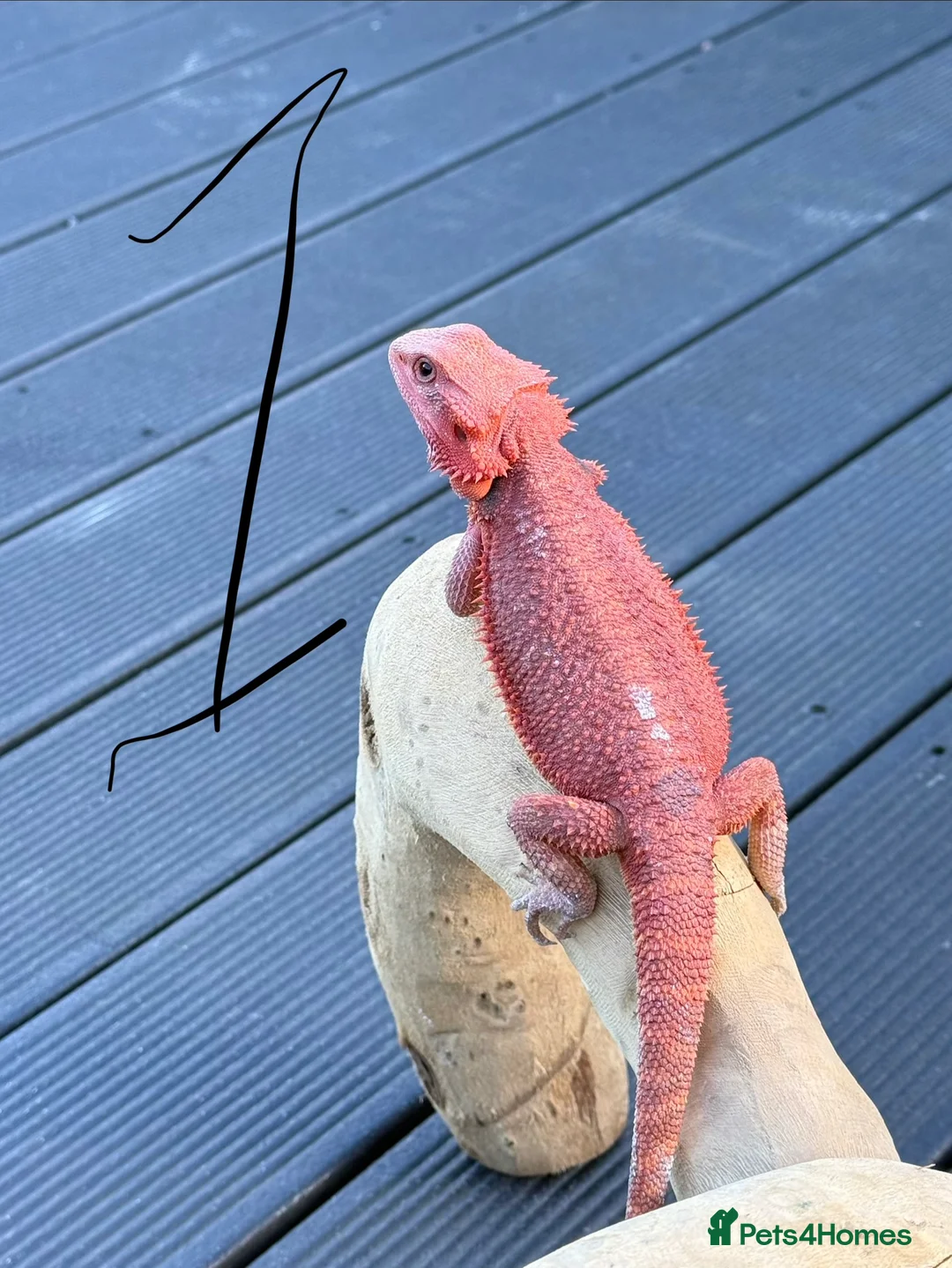 Bearded Dragon reptiles for sale: Bearded Dragons Red Monsters juvenile  - Advert 12