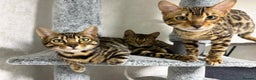 Bengal cats for sale: - Brown & Silver Bengals—Experienced Homes Only - Advert 32