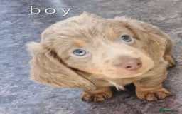 Dachshund dogs for sale: Beautiful dachshunds puppys - Image 5