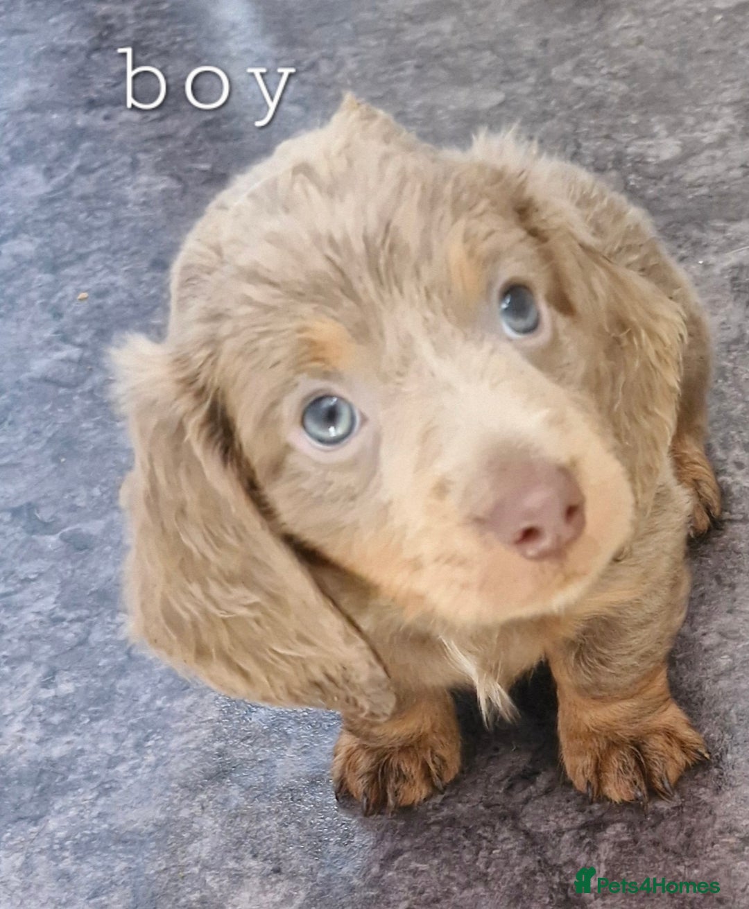 Dachshund dogs for sale: Beautiful dachshunds puppys - Image 5