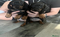 Dachshund dogs for sale: Dachshund pups - Image 9