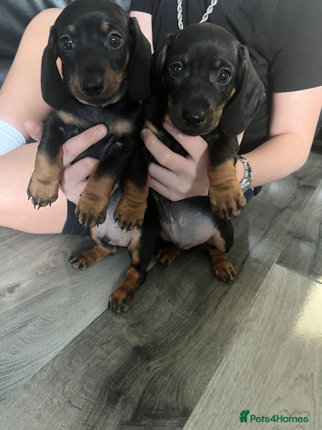 Dachshund dogs for sale: Dachshund pups - Image 9