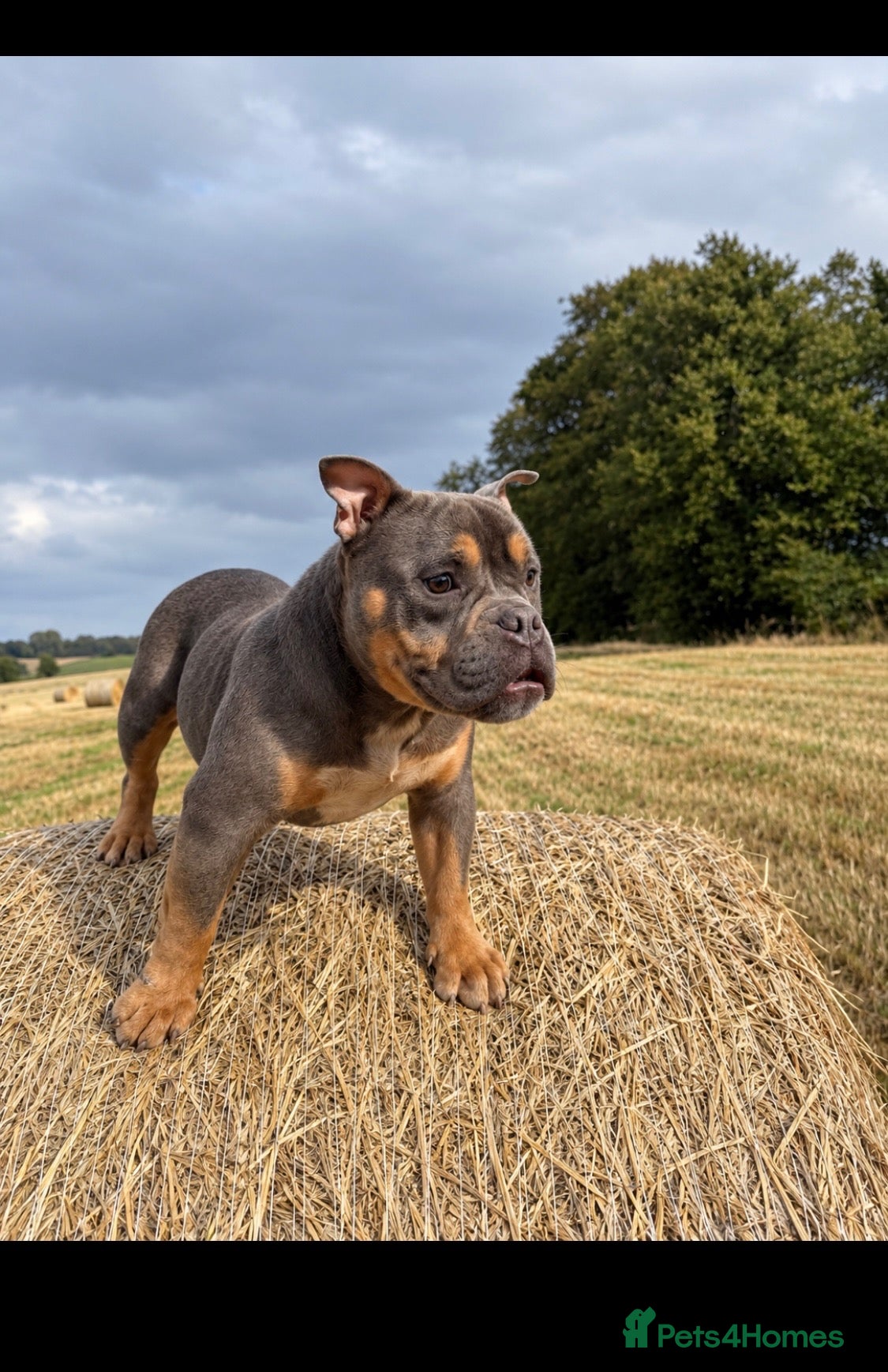 American Bully dogs Pocket bully  - Advert 8