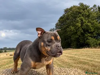American Bully dogs Pocket bully - Advert 8
