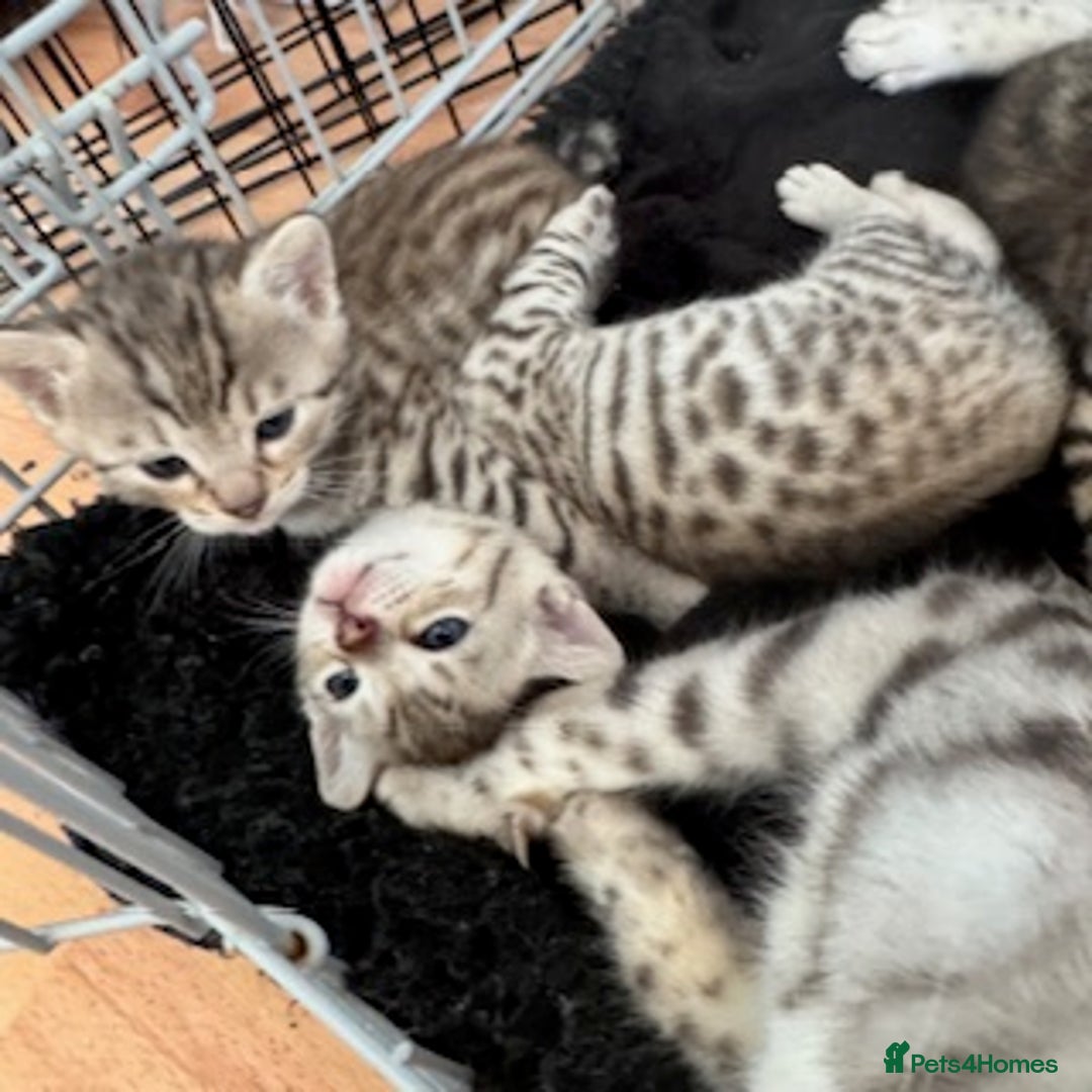 Bengal cats for sale: 4 Gorgeous Bengal Babies - Image 11