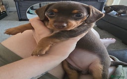 Miniature Dachshund dogs for sale: Miniature Daschunds  - Image 14