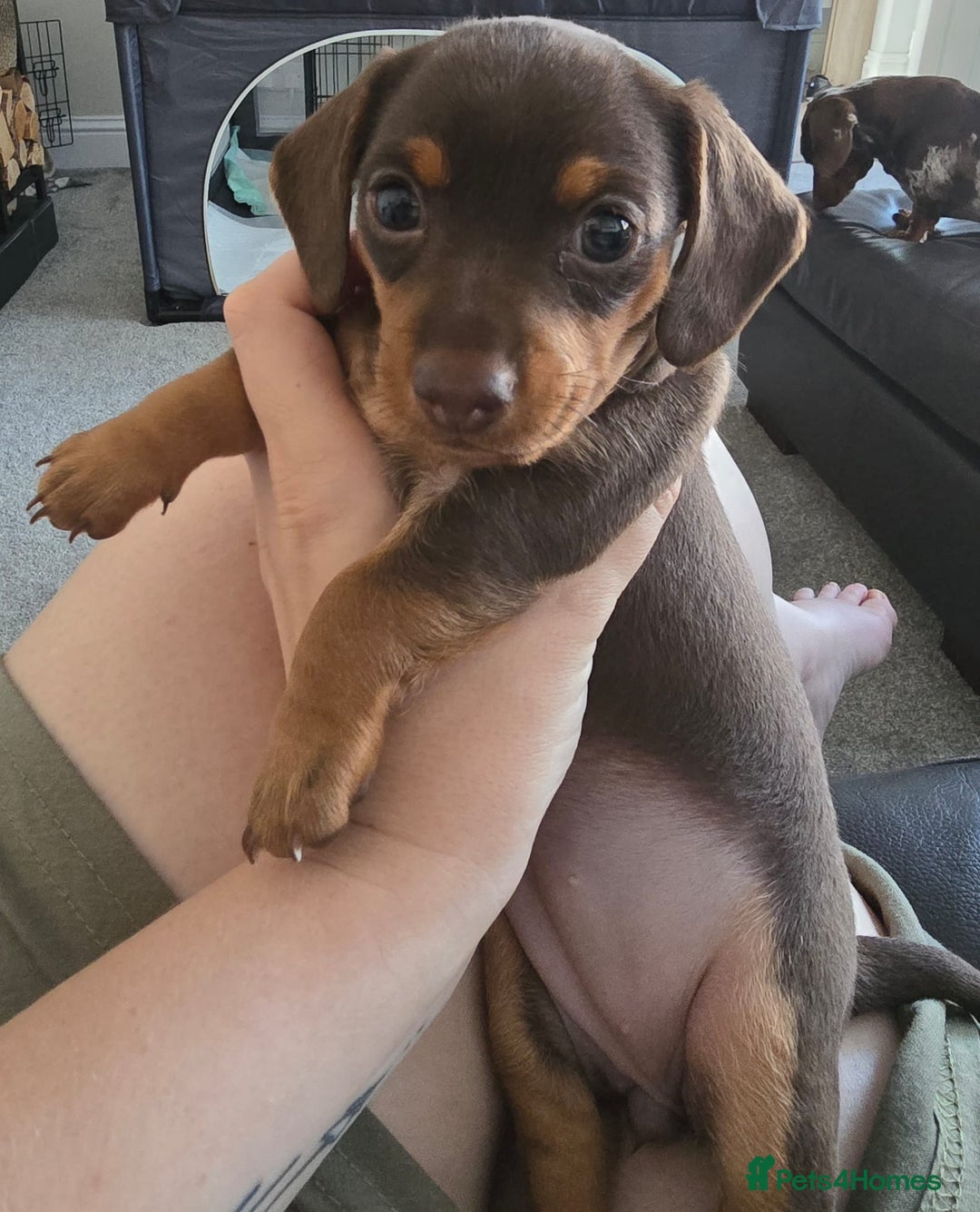 Miniature Dachshund dogs for sale: Miniature Daschunds  - Image 14