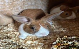 Dutch rabbits for sale: Dutch Yellow and white Tort - Advert 2