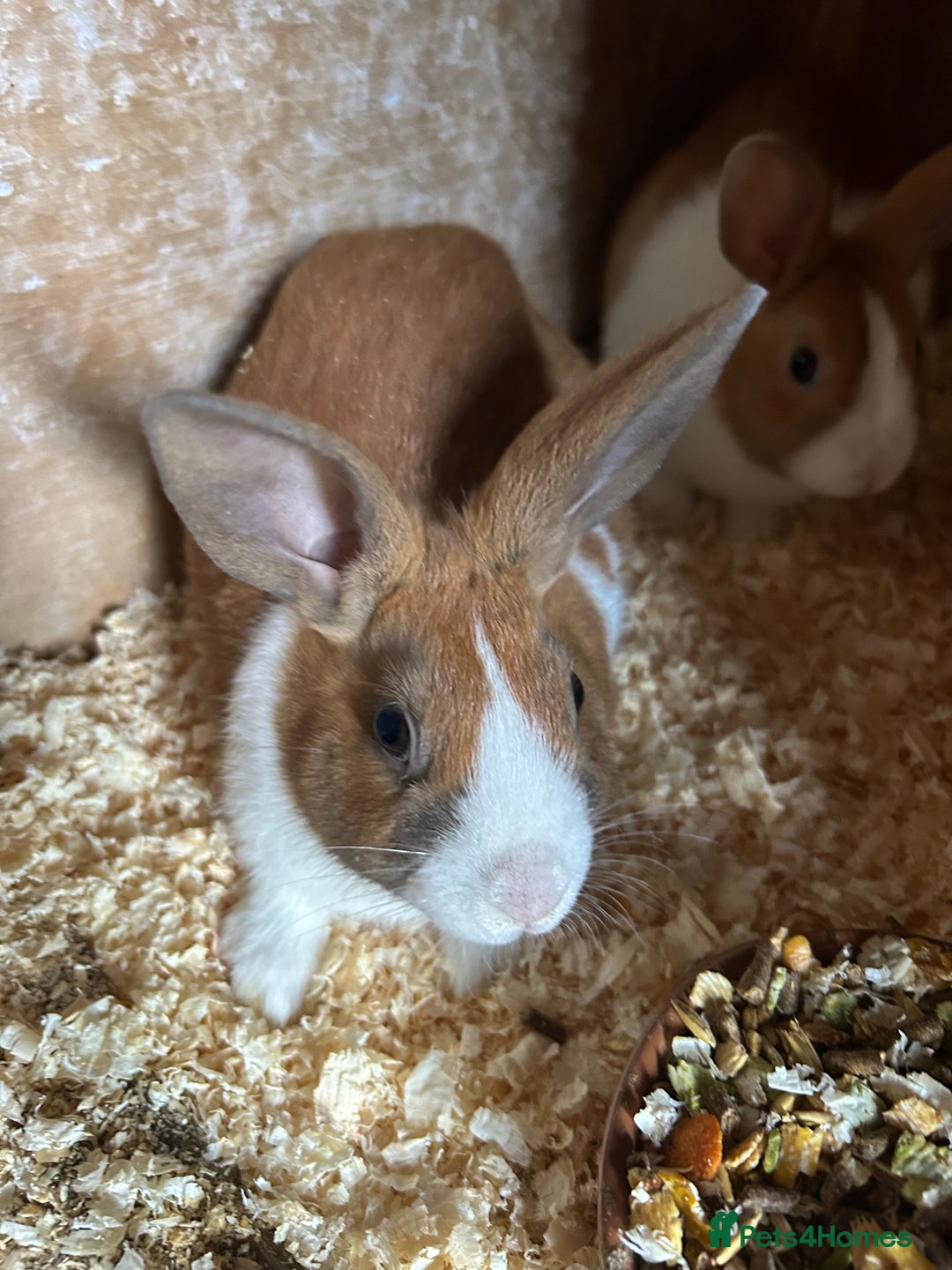 Dutch rabbits for sale: Dutch Yellow and white Tort - Advert 2