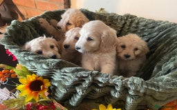 Cockapoo dogs for sale: Beautiful f1 cockapoo puppies - Image 5