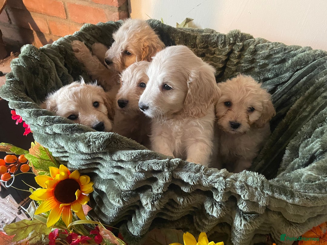 Cockapoo dogs for sale: Beautiful f1 cockapoo puppies - Image 5