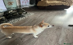 Chihuahua dogs for sale: Smooth haired entire chihuahua  - Image 4