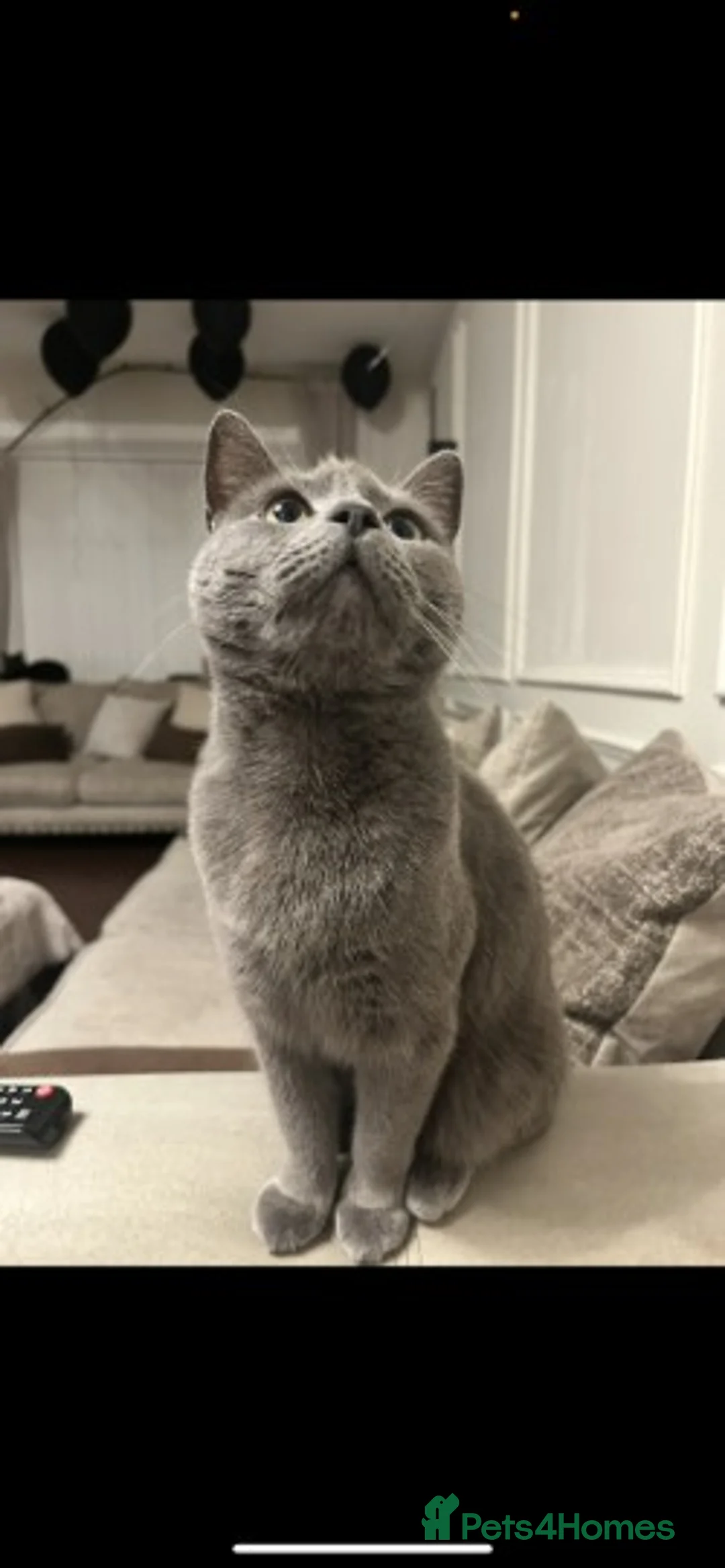 Mixed Breed cats for sale: Gorgeous Kittens Ready for Their New Homes - Advert 13